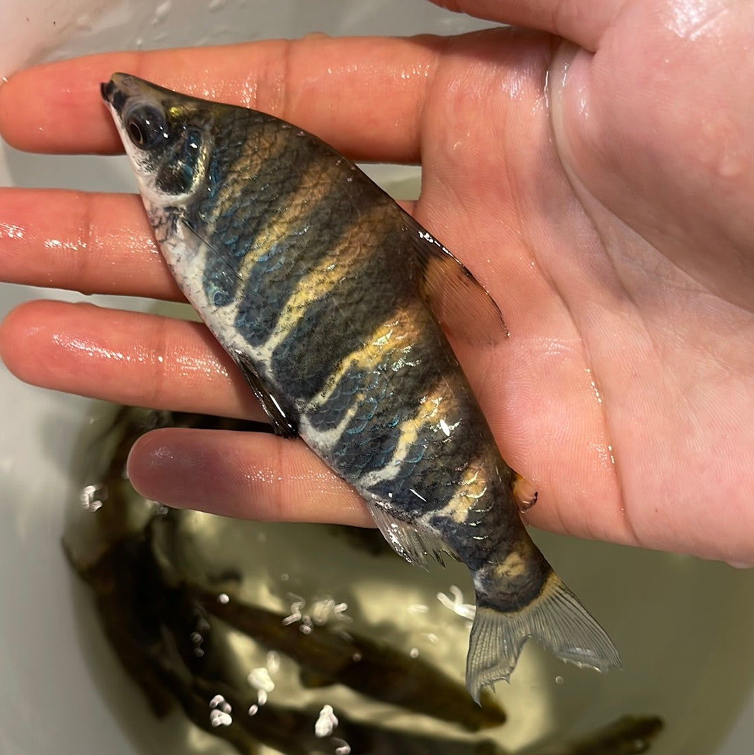 Abramites Hypselontus Marbled Headstander