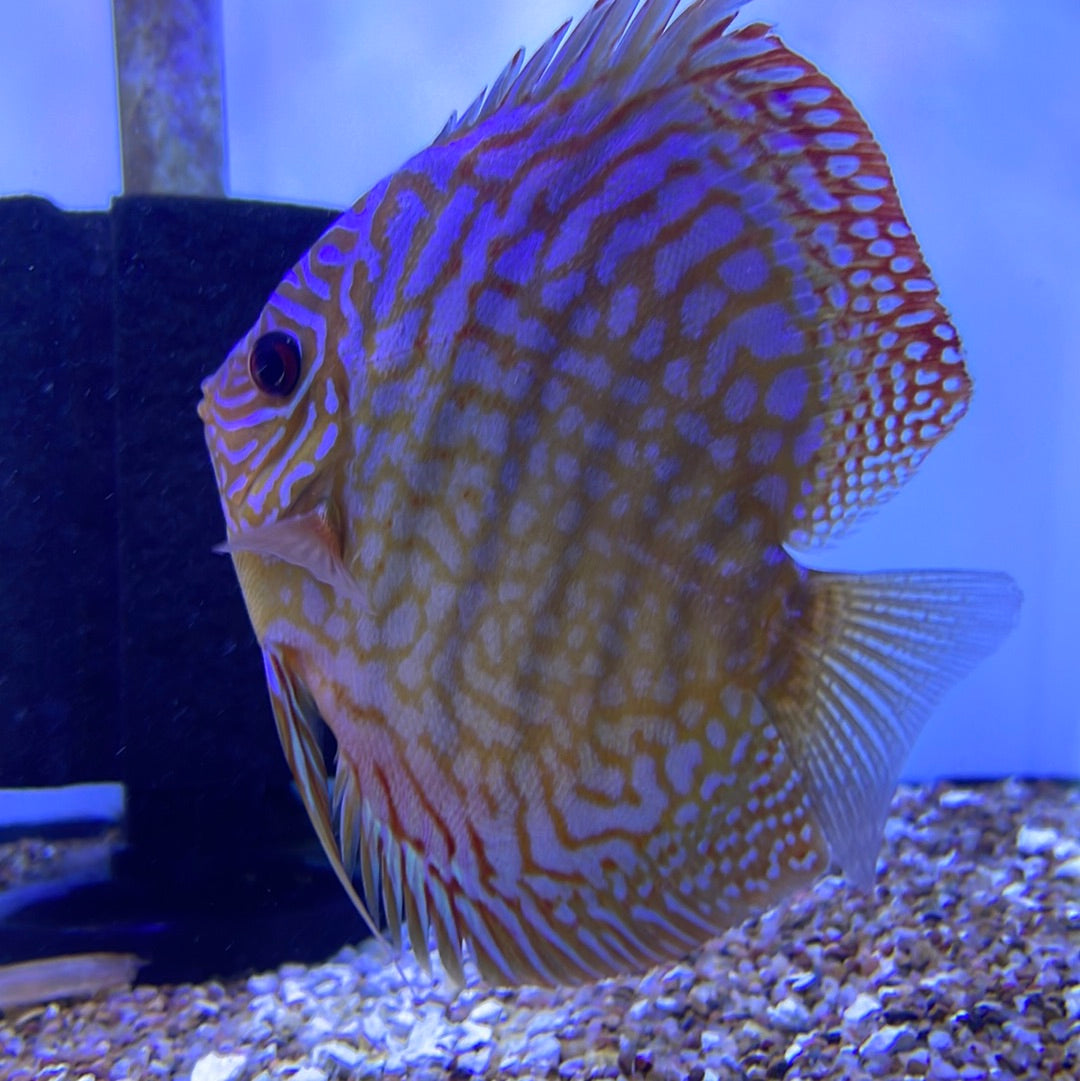 Red Turquoise Discus