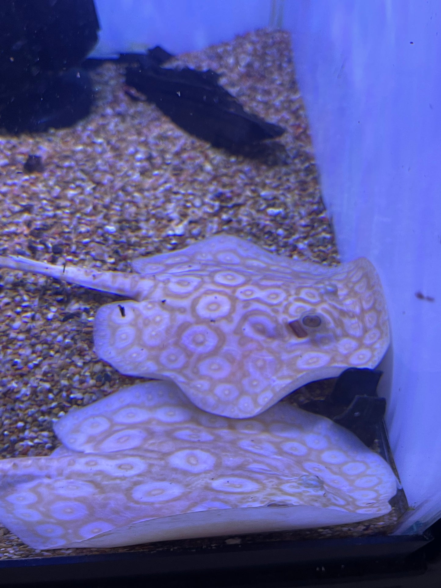 Albino Pearl Pure