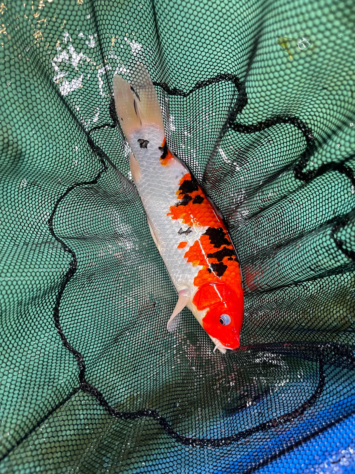 Red/Orange Black White Israeli Koi