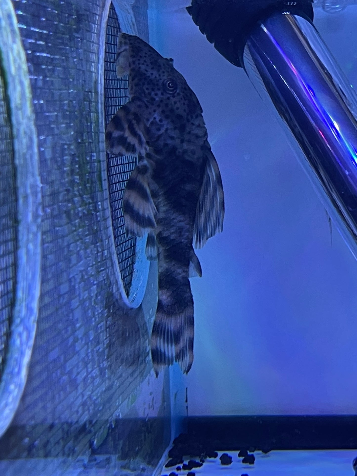 L205 Peckoltia sp