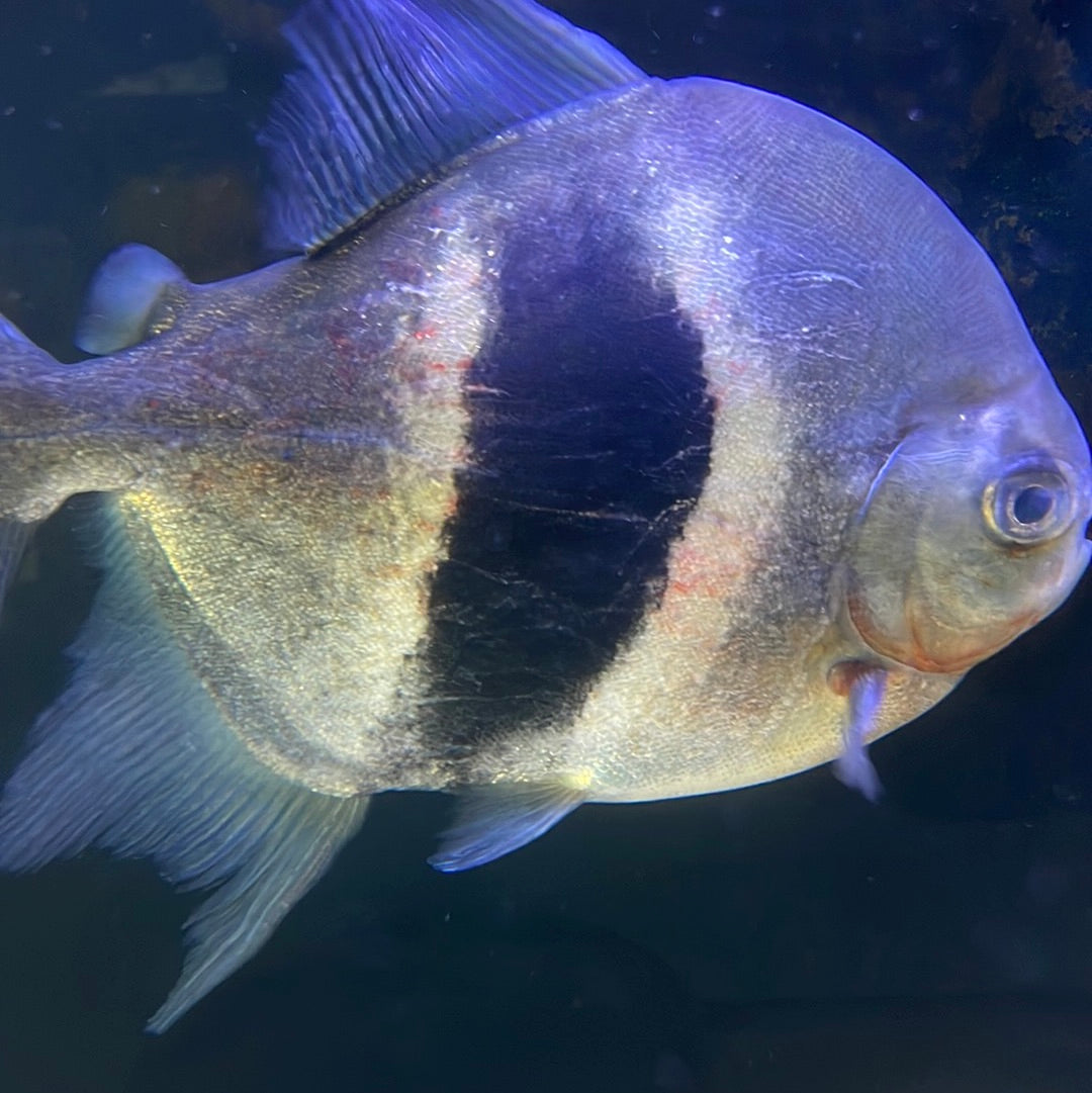 Black Bar Silver Dollar (Myleus Schomburgkii)
