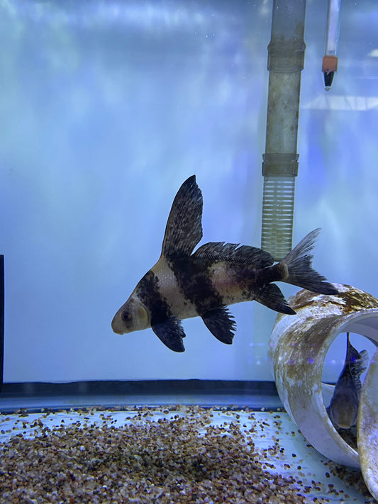 Hifin loach Chinese high fin banded shark (Myxocyprinus asiaticus)