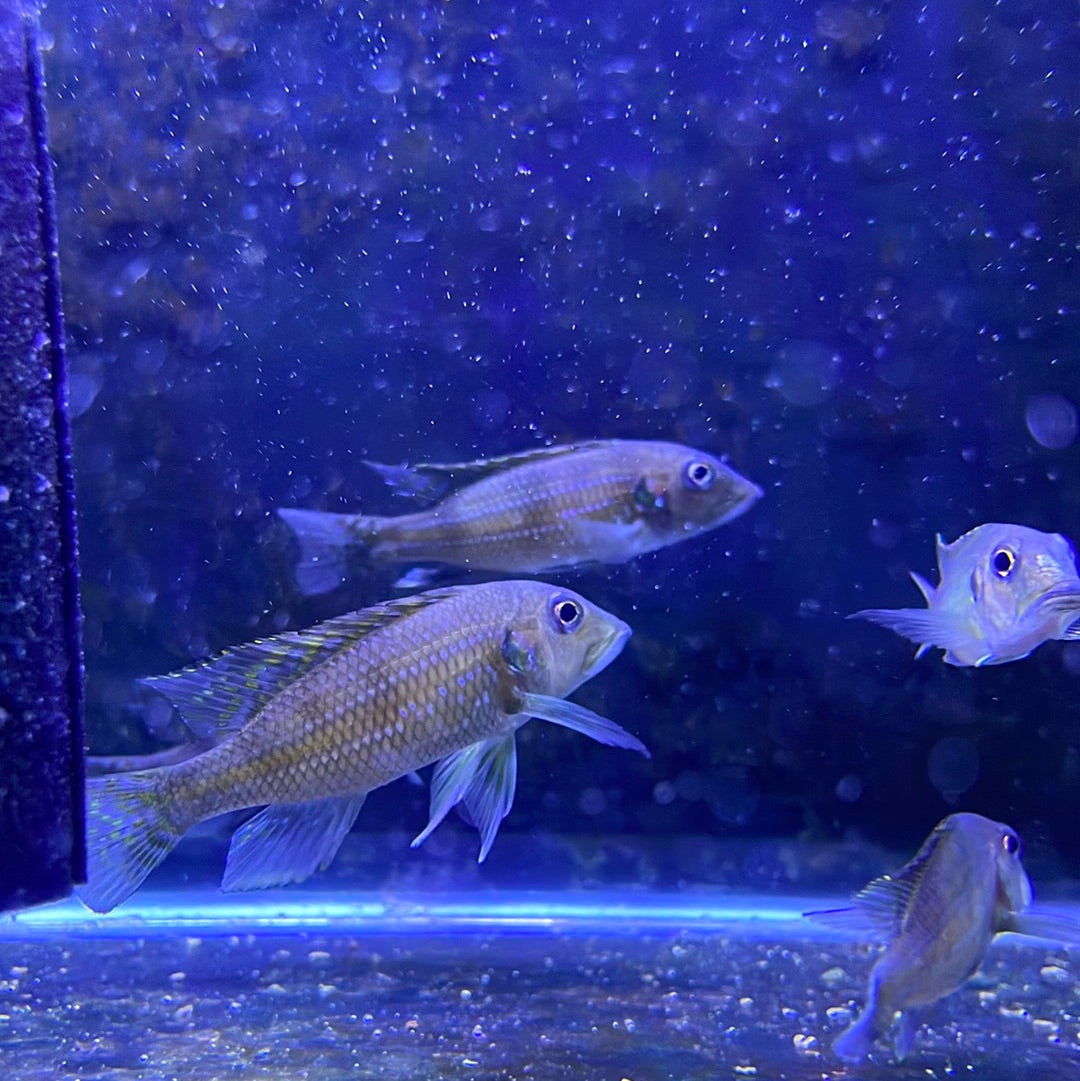 Gnathochromis permaxillaris