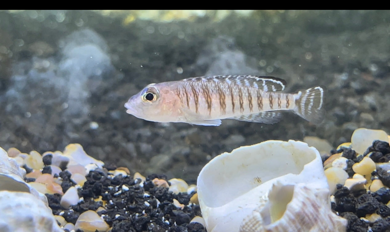 neolamprologus signatus