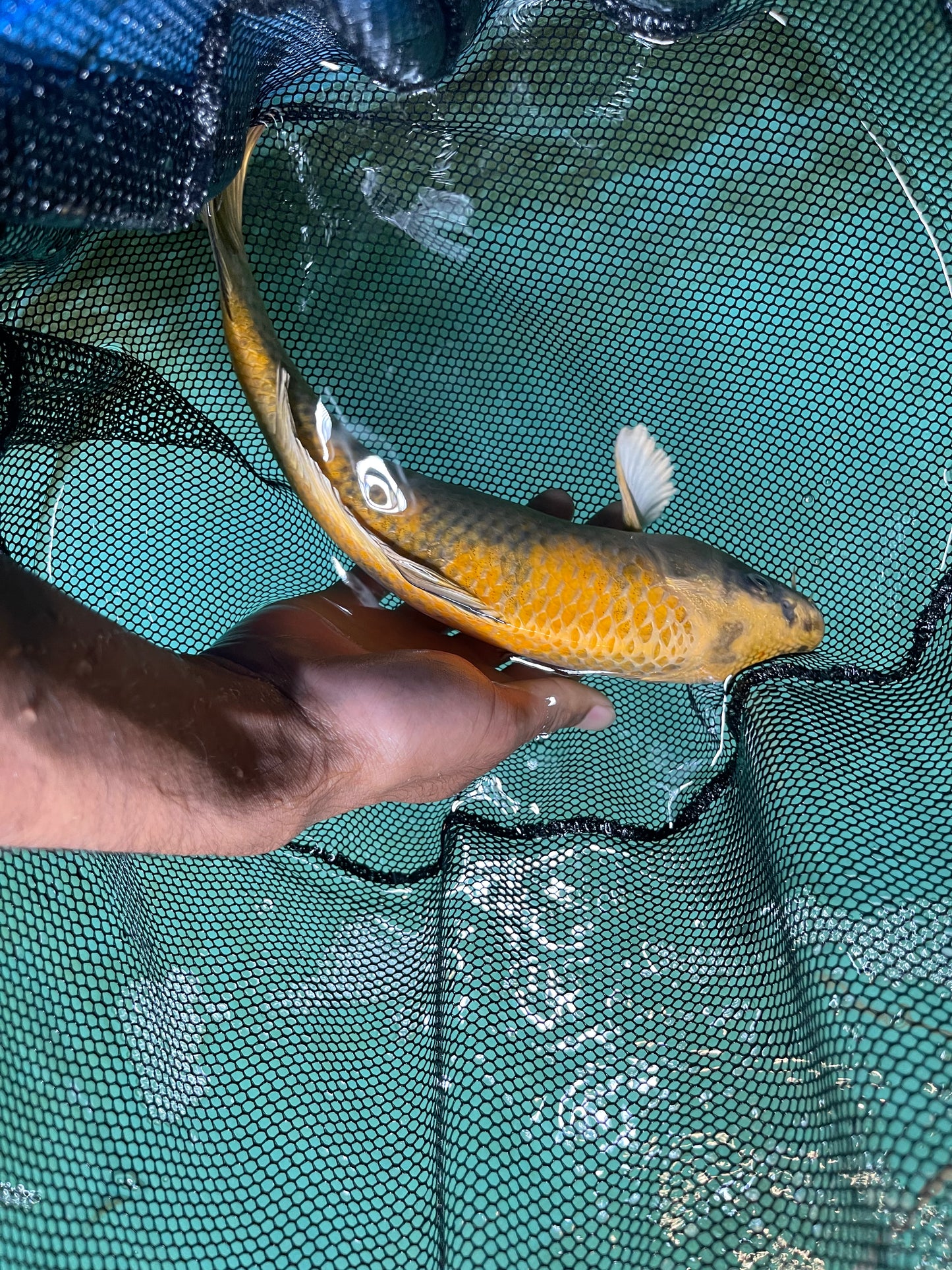 Yellow Chrome Israeli Koi