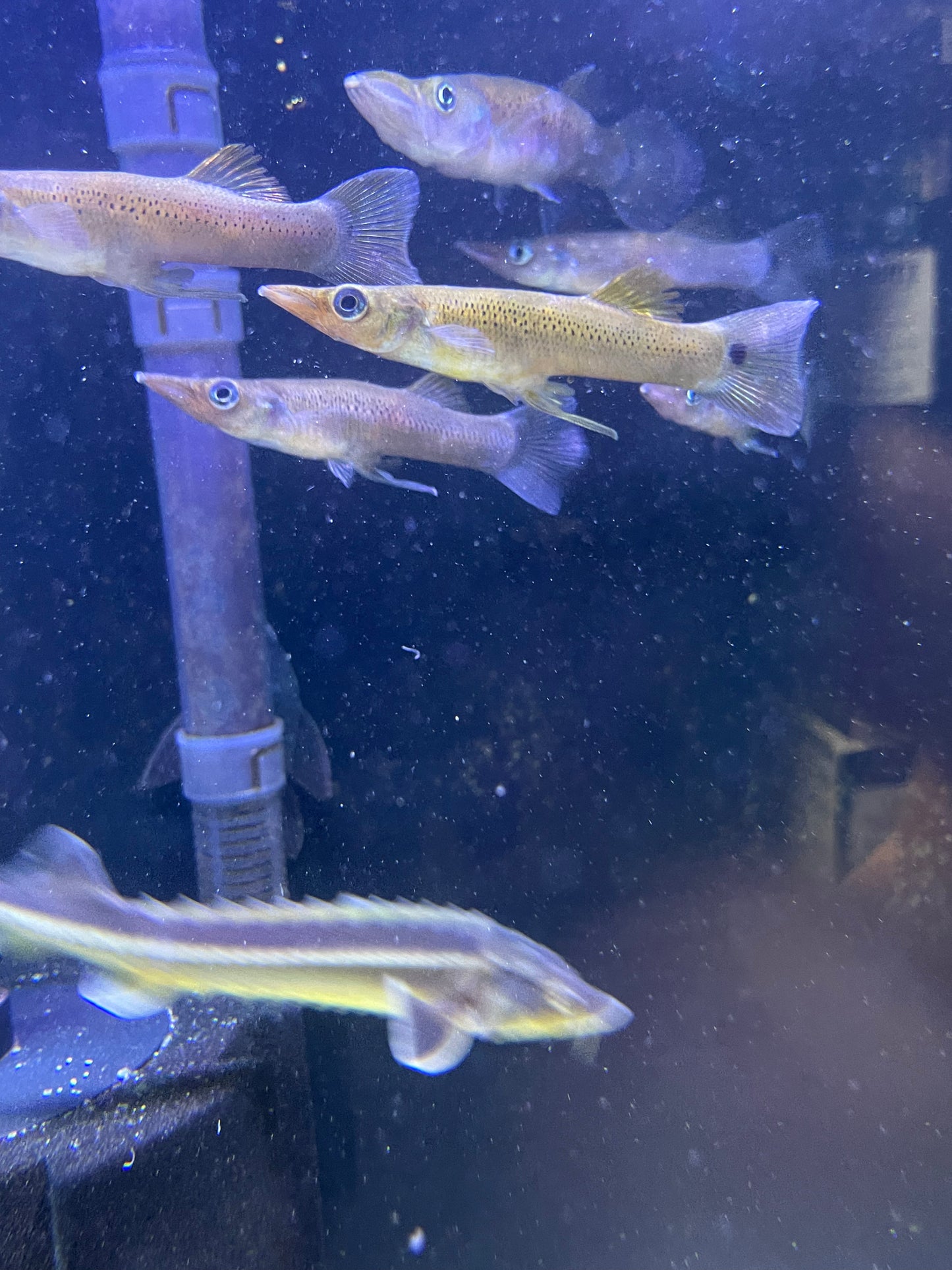 Pike Livebearer
