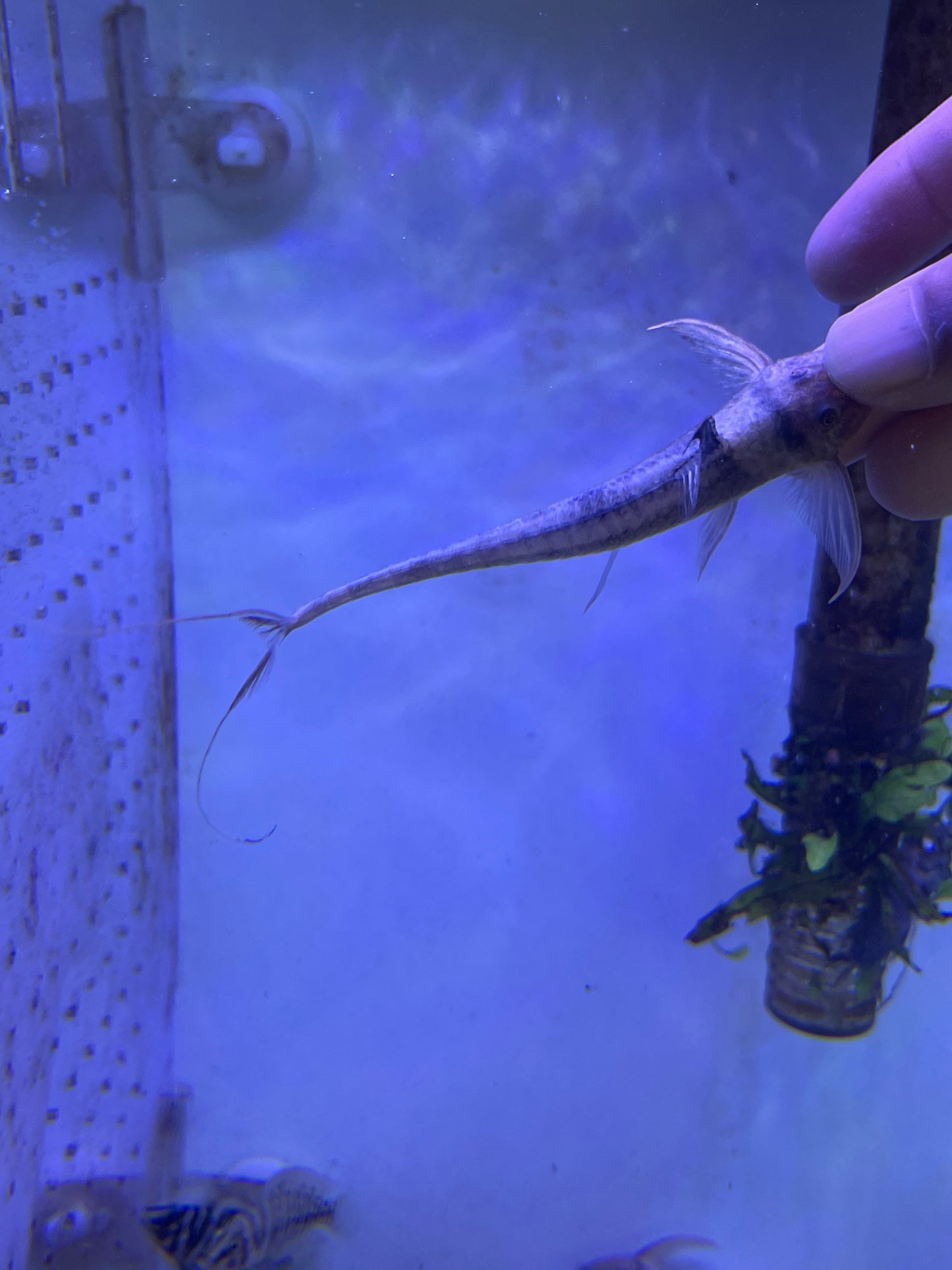 Royal Farlowella Catfish Lamontichthys Ilanero