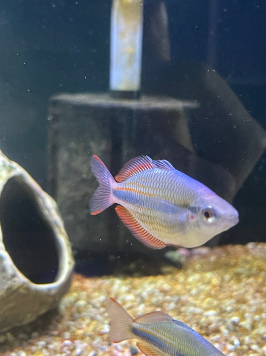 Goyder River Rainbowfish (Melanotaenia trifasciata)
