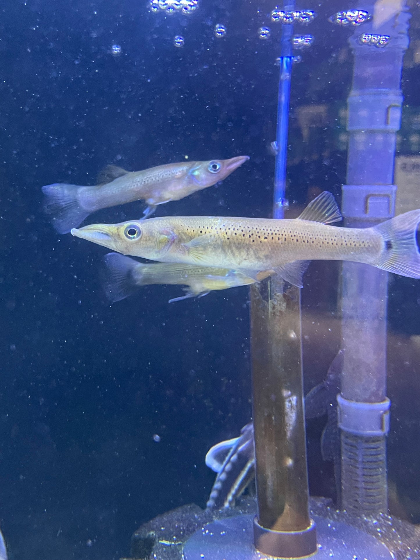 Pike Livebearer