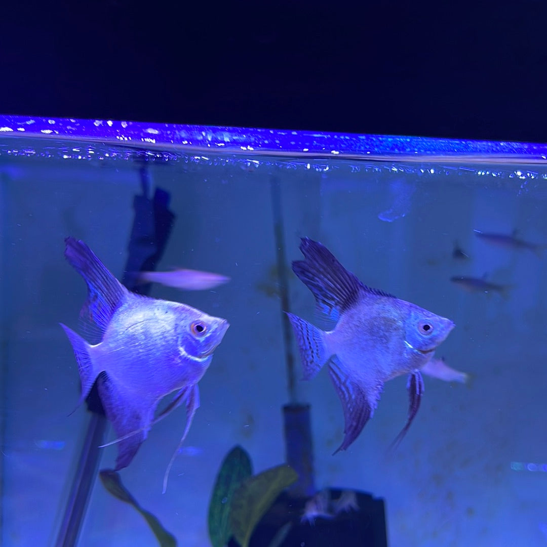 Bulgarian Seal Point Angelfish