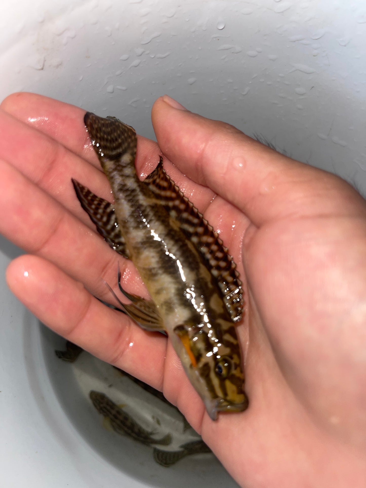 Julidochromis Marlieri