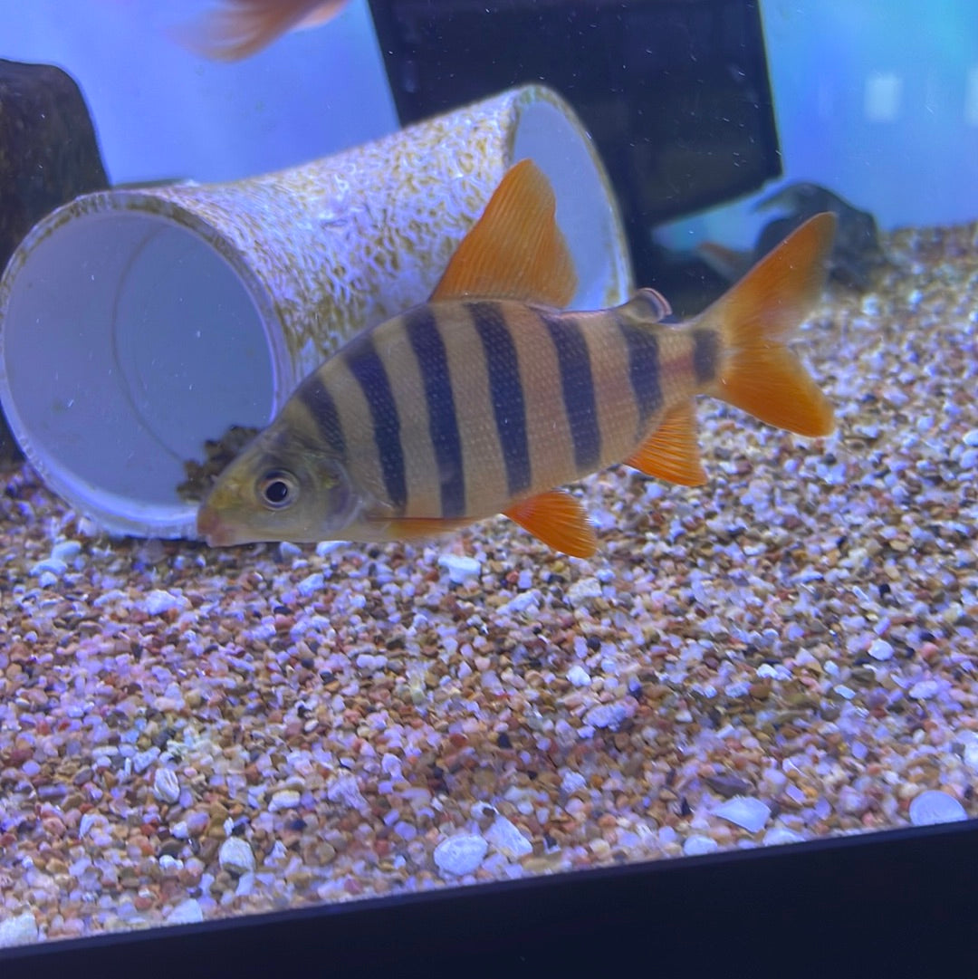 Distichodus Sexfasciatus