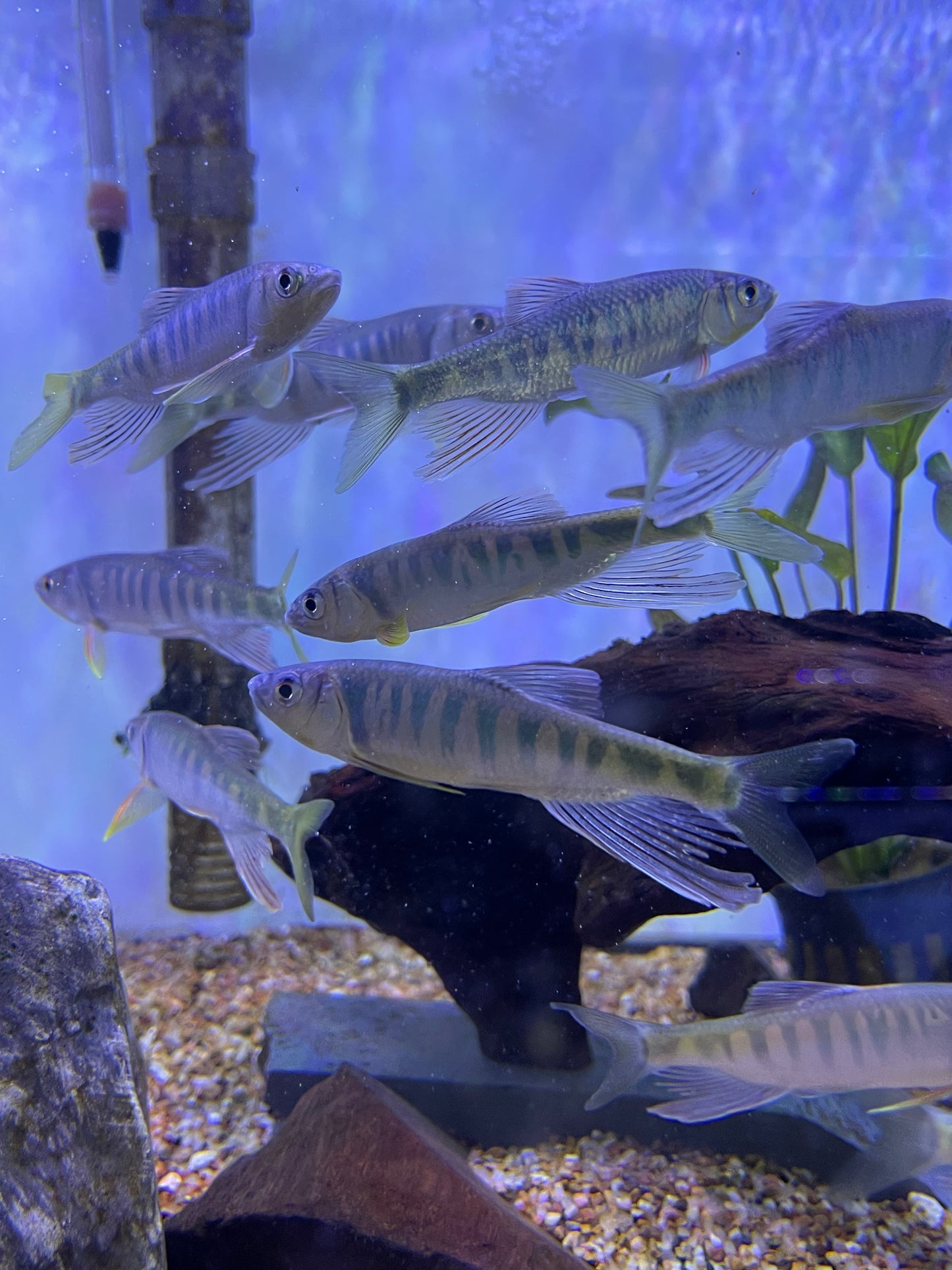 Longfin banded hill trout (opsariichthys evolans)