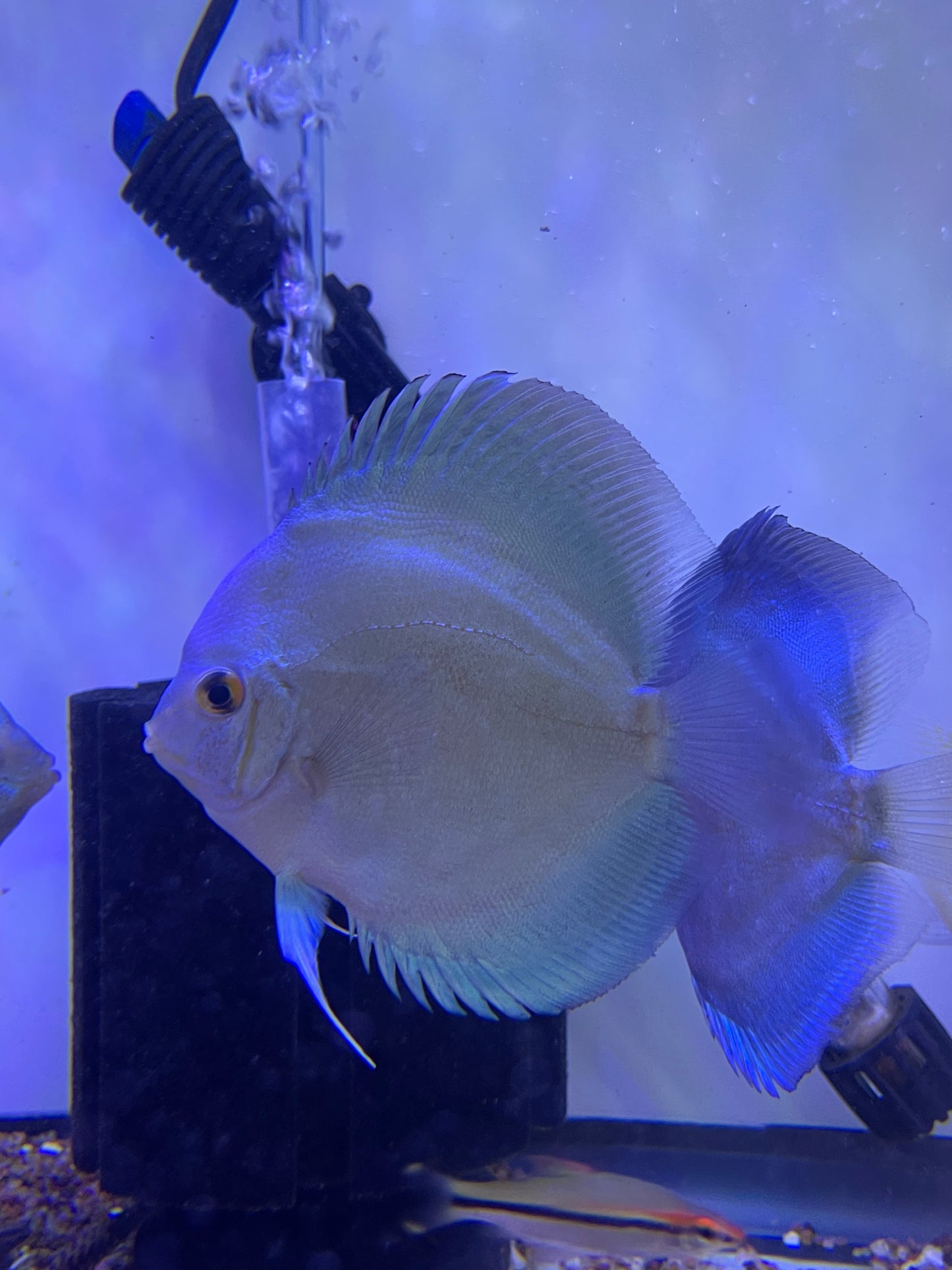 Blue Diamond Discus