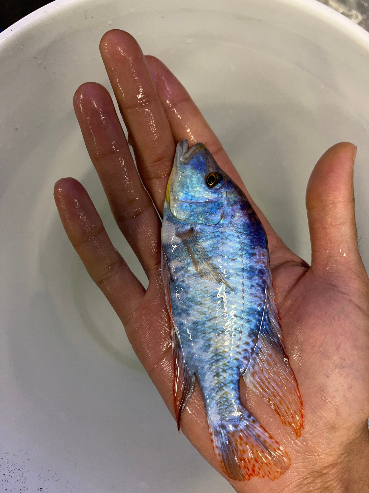 Ob Compressiceps (Dimidiochromis Compressiceps)