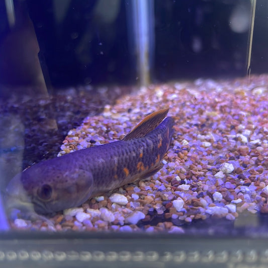 Rainbow Wolf Fish. Erythrinus erythrinus