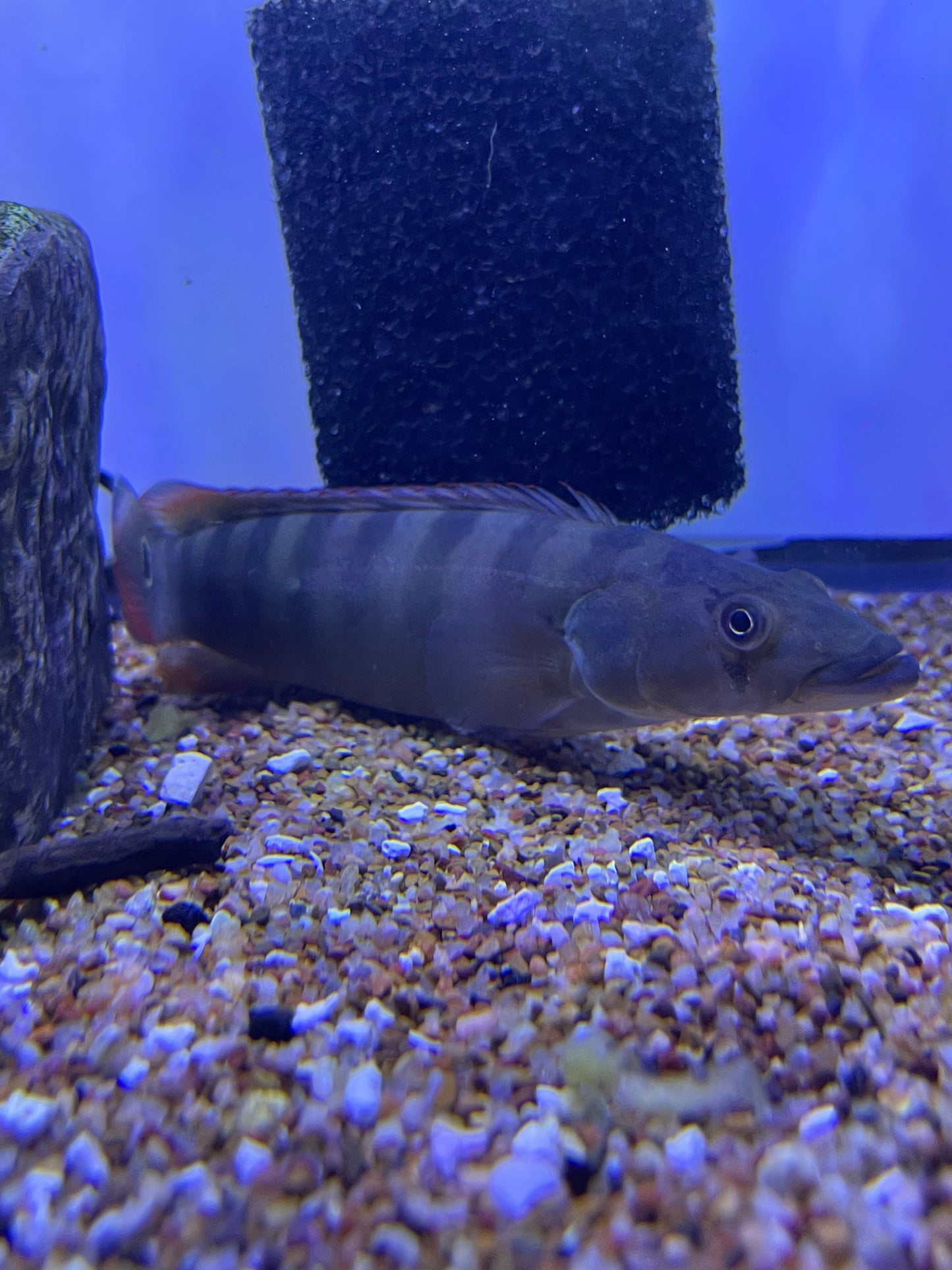 Xingu Pike Cichlid (Crenicichla Sp.Xingu)