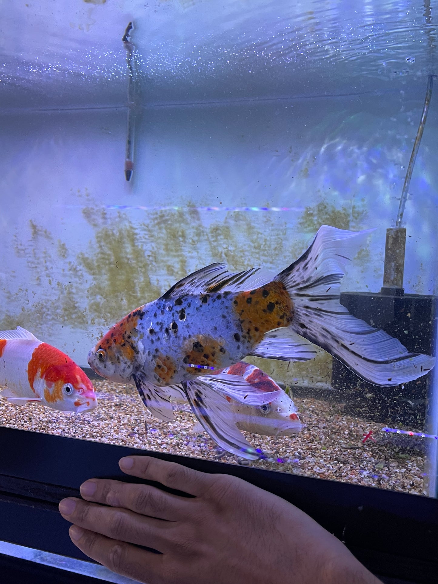 shubunkin goldfish