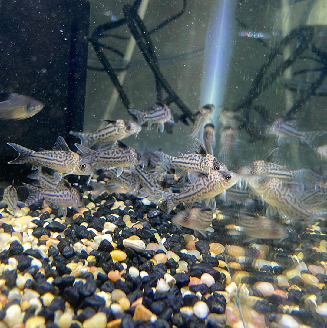 Corydoras Incolicana CW001