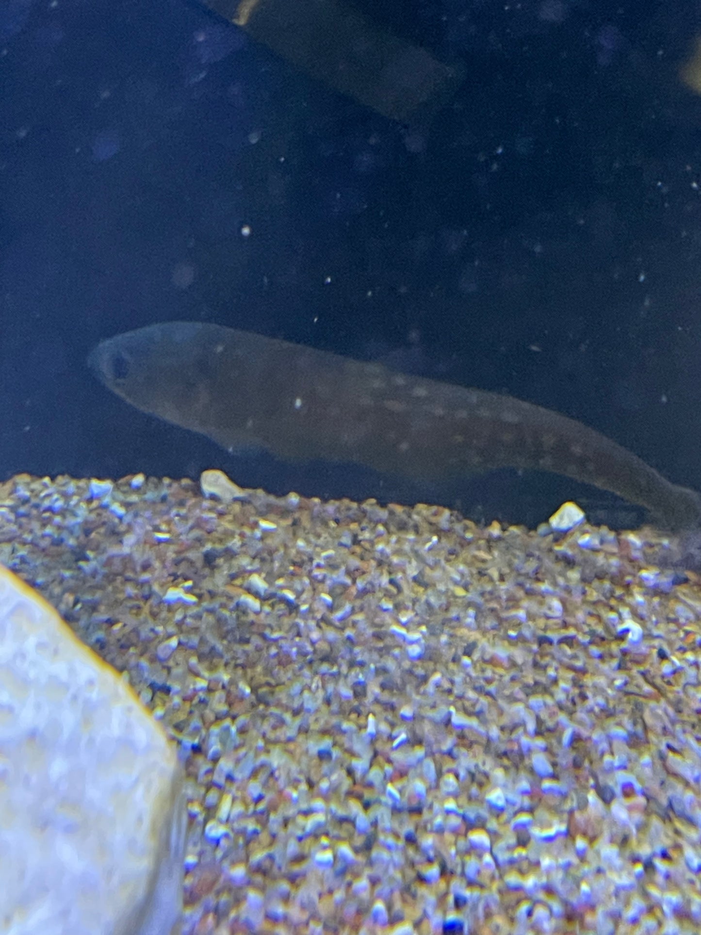 Pom Pom Knifefish (Papyrocranus afer)