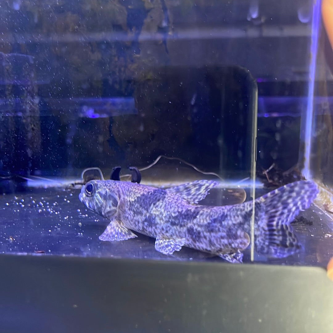 Hoplias aimara Wolf fish