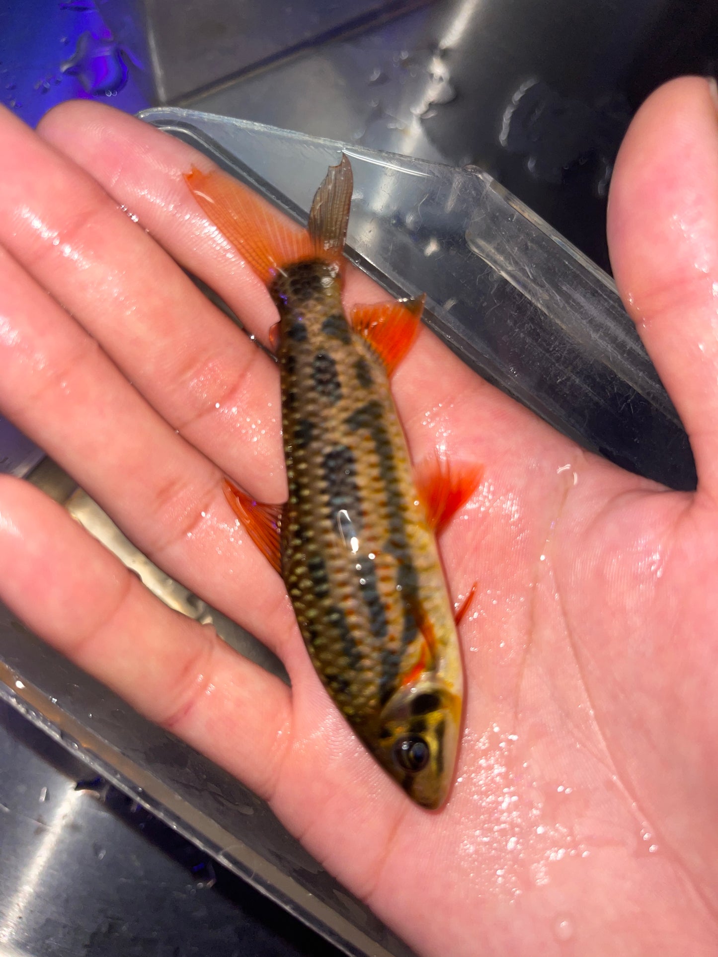 Leporinus nijsseni