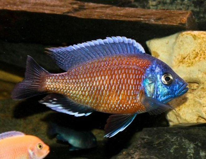 Red Fin Borleyi Hap