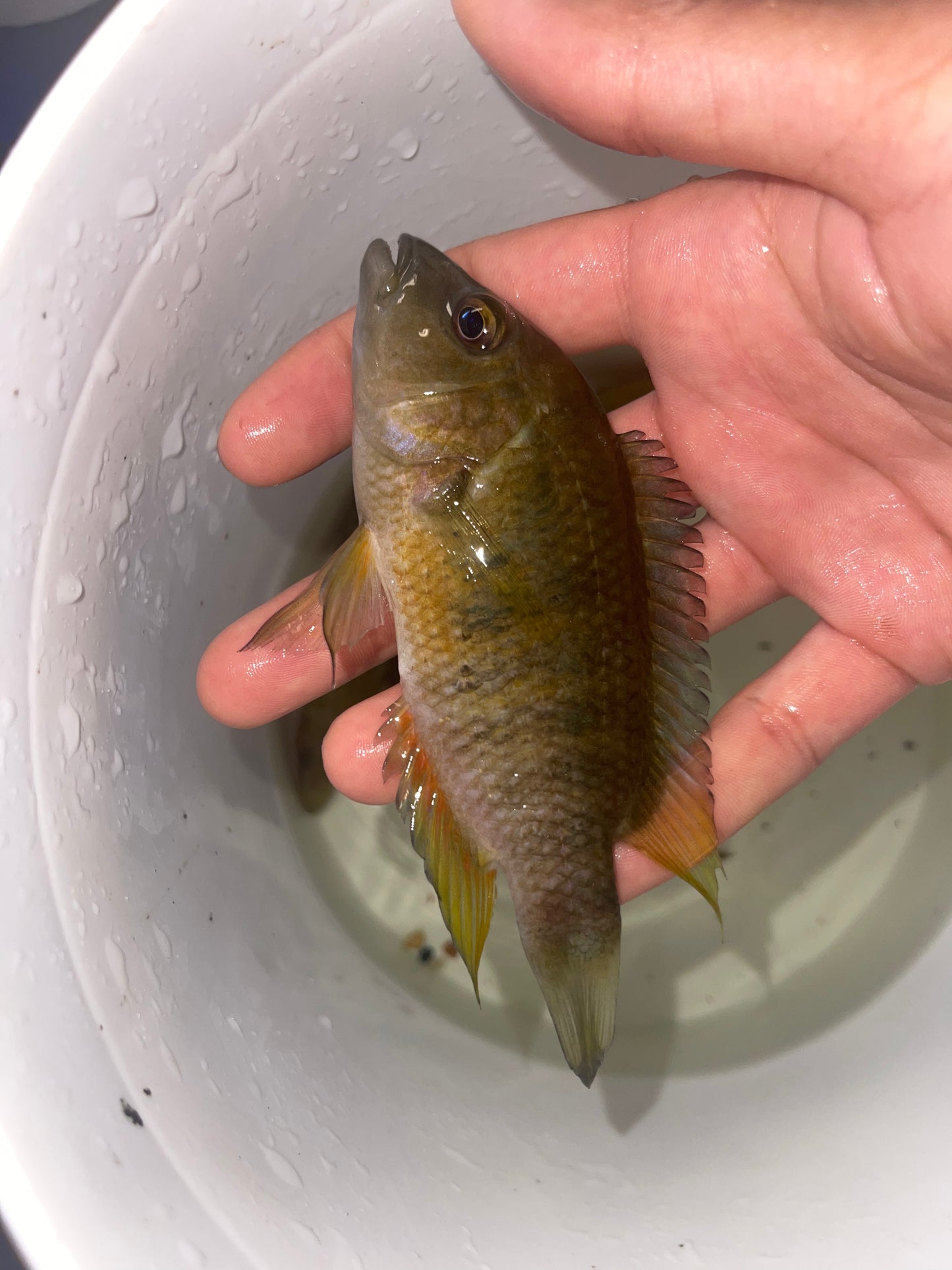Cichlasoma Astromaculatum