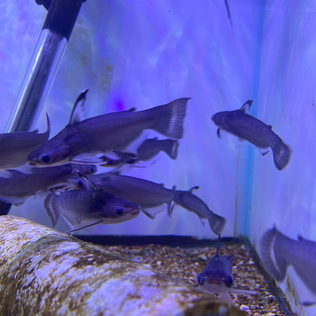Midnight/Zamora Cunchi Catfish (Auchenipterichthys coracoideus)