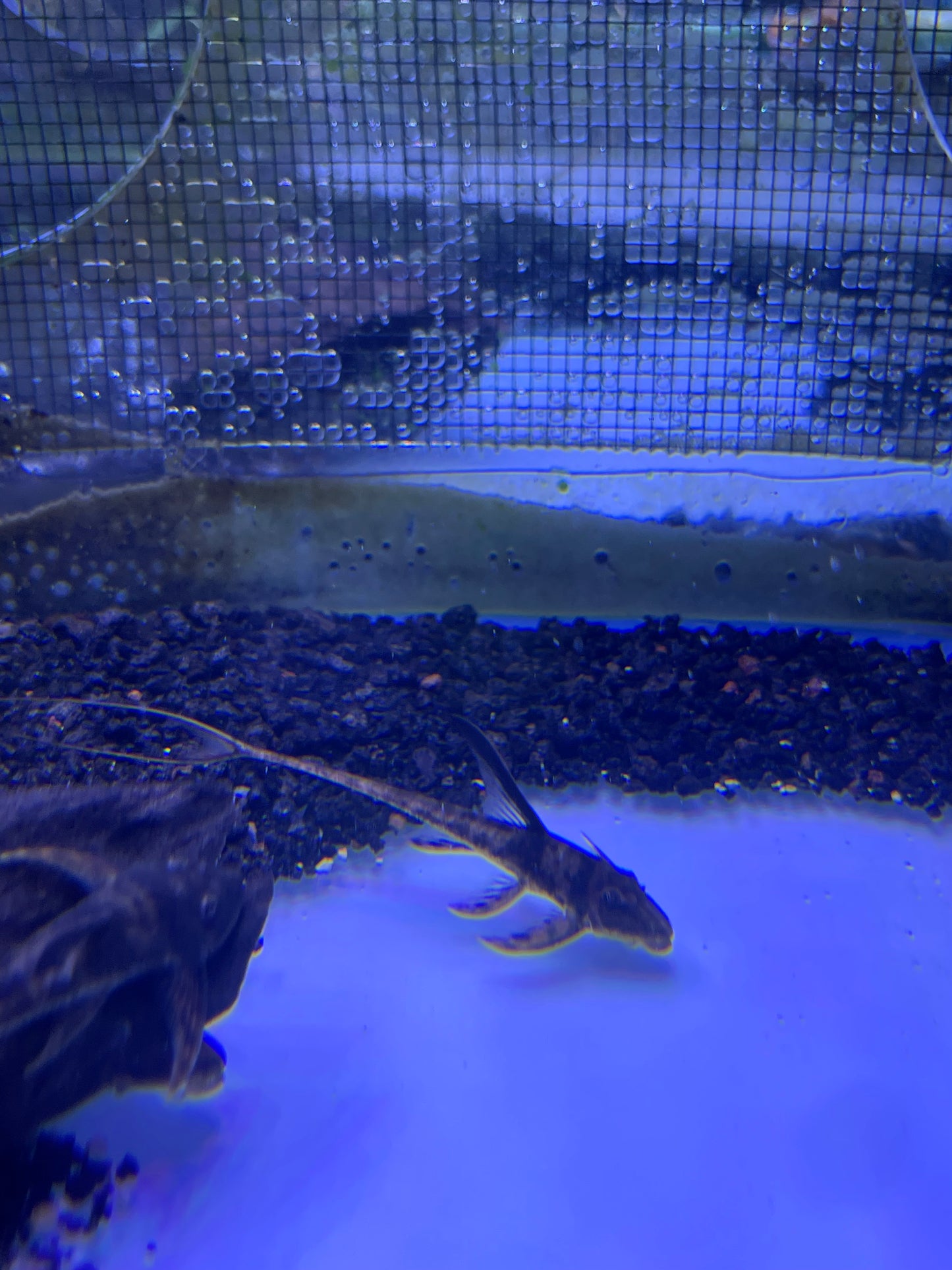 Royal Farlowella Catfish Lamontichthys Ilanero
