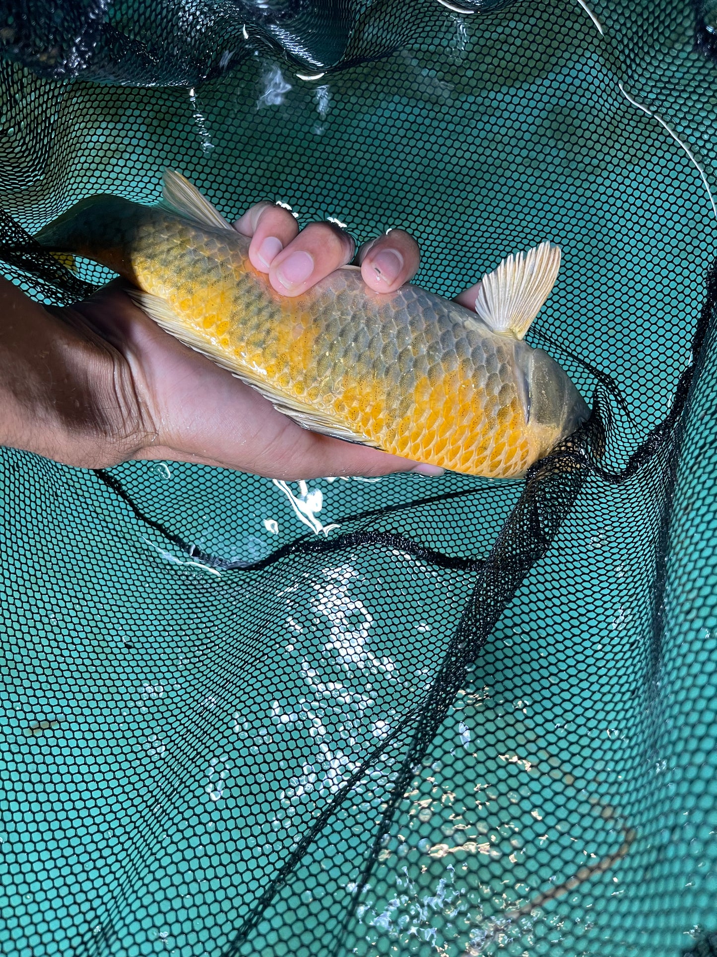 Yellow Chrome Israeli Koi