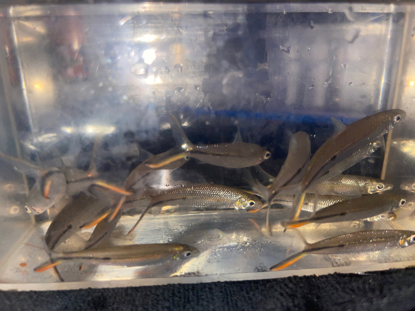 Red Tail Hemiodus (Hemiodus gracilis)