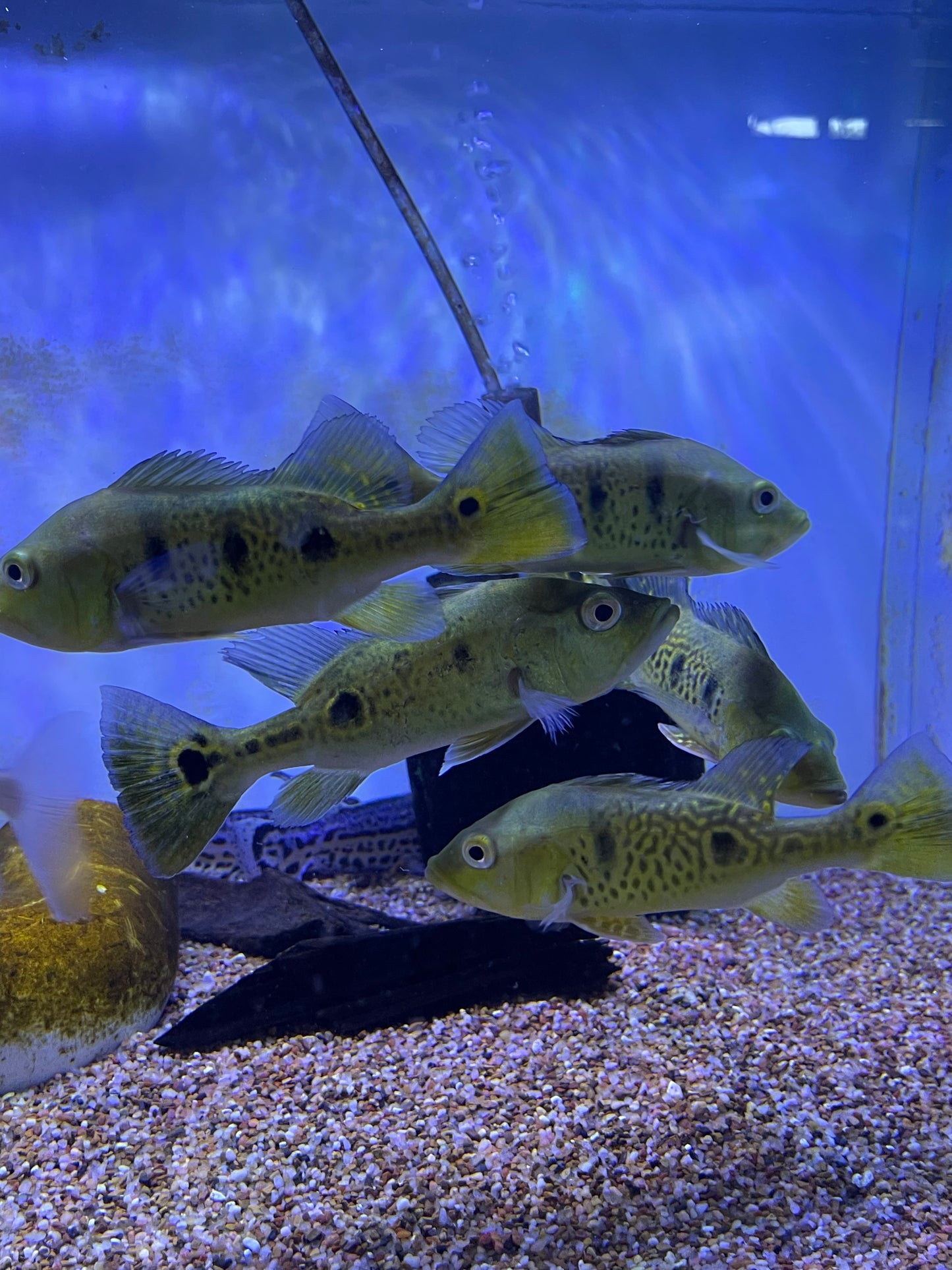 Spider Kelberi Bass (Cichla Kelberi)