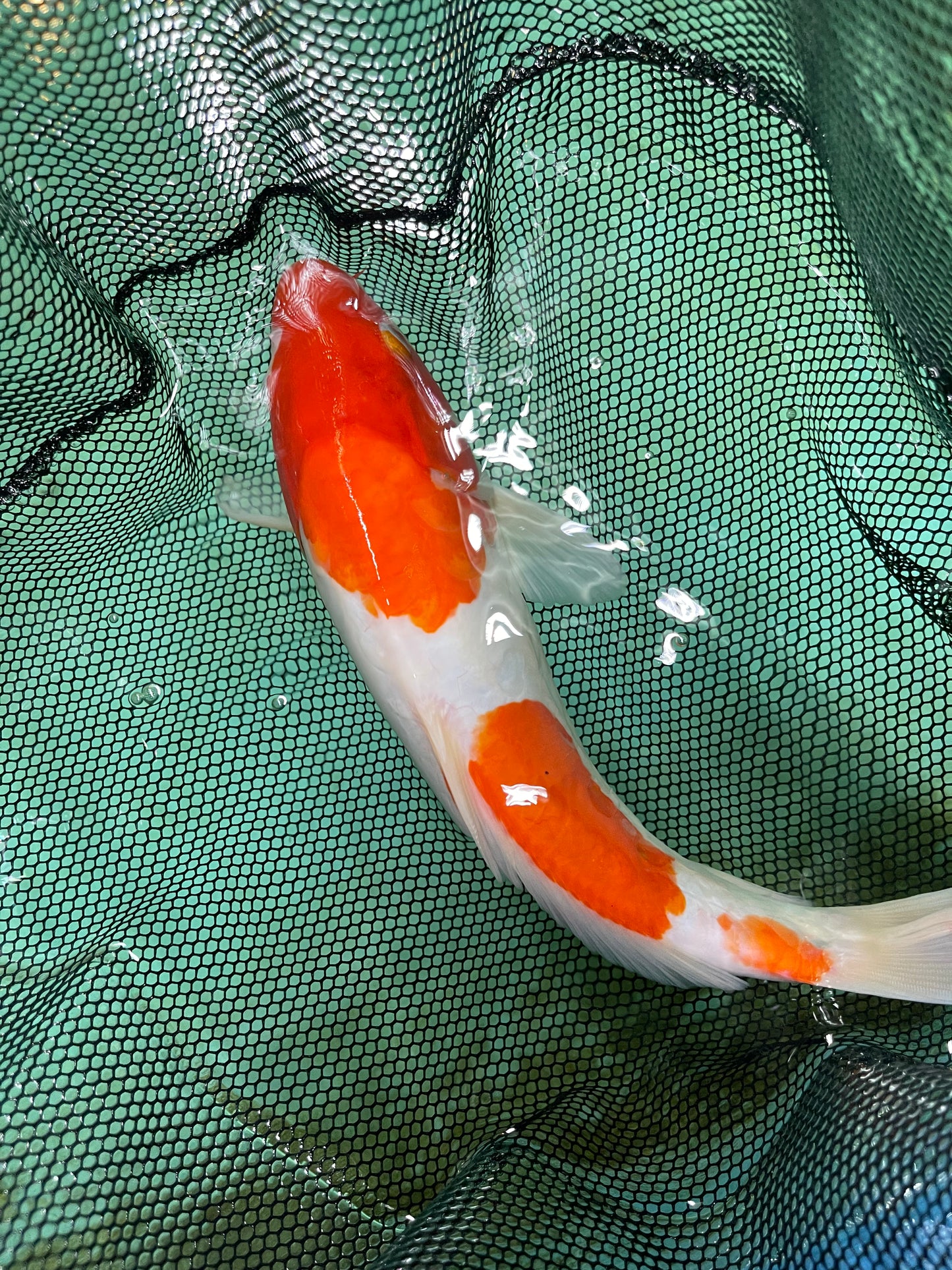 Smooth Skin Orange White Israeli Koi