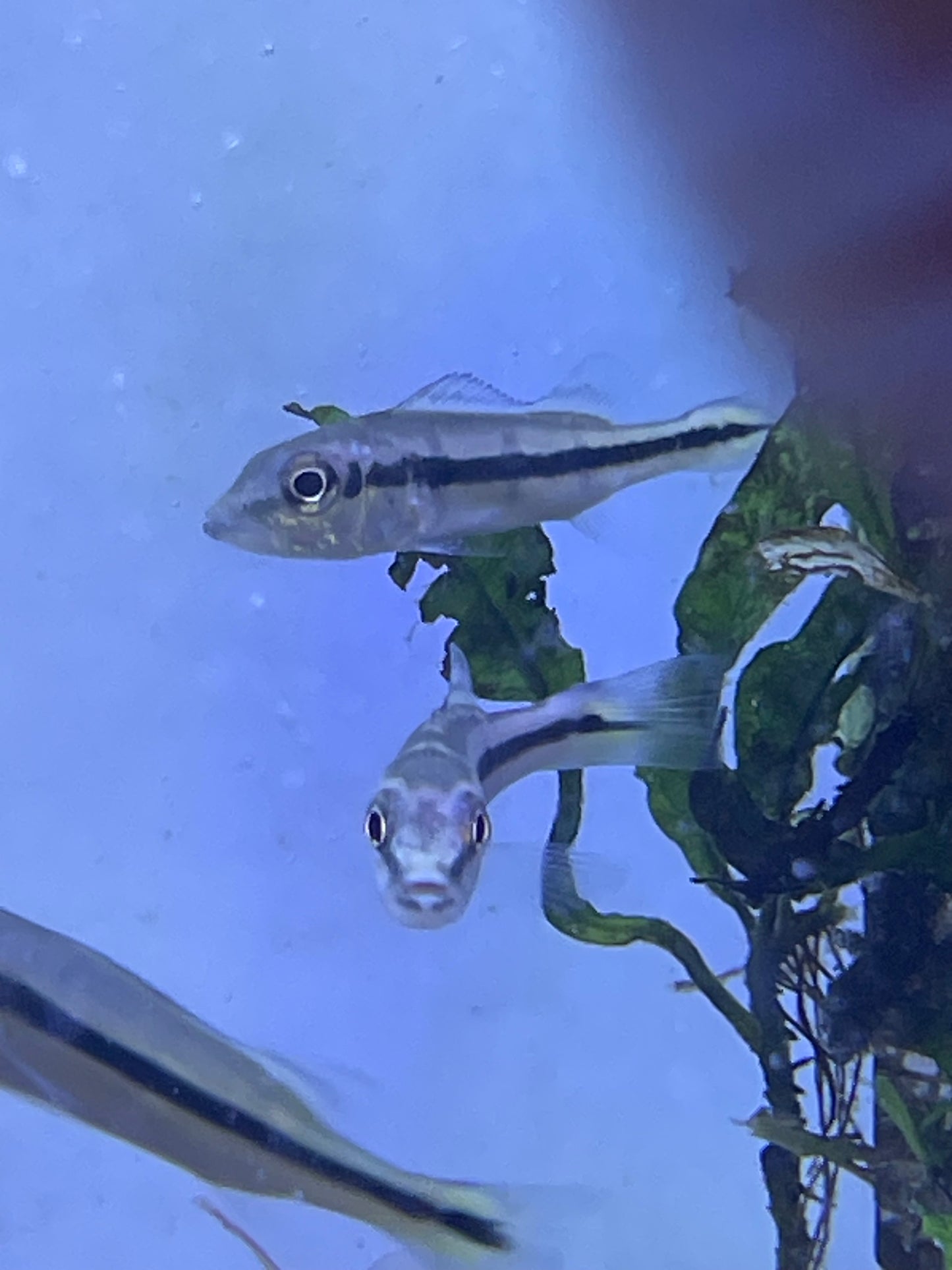 Xingu Peacock Bass