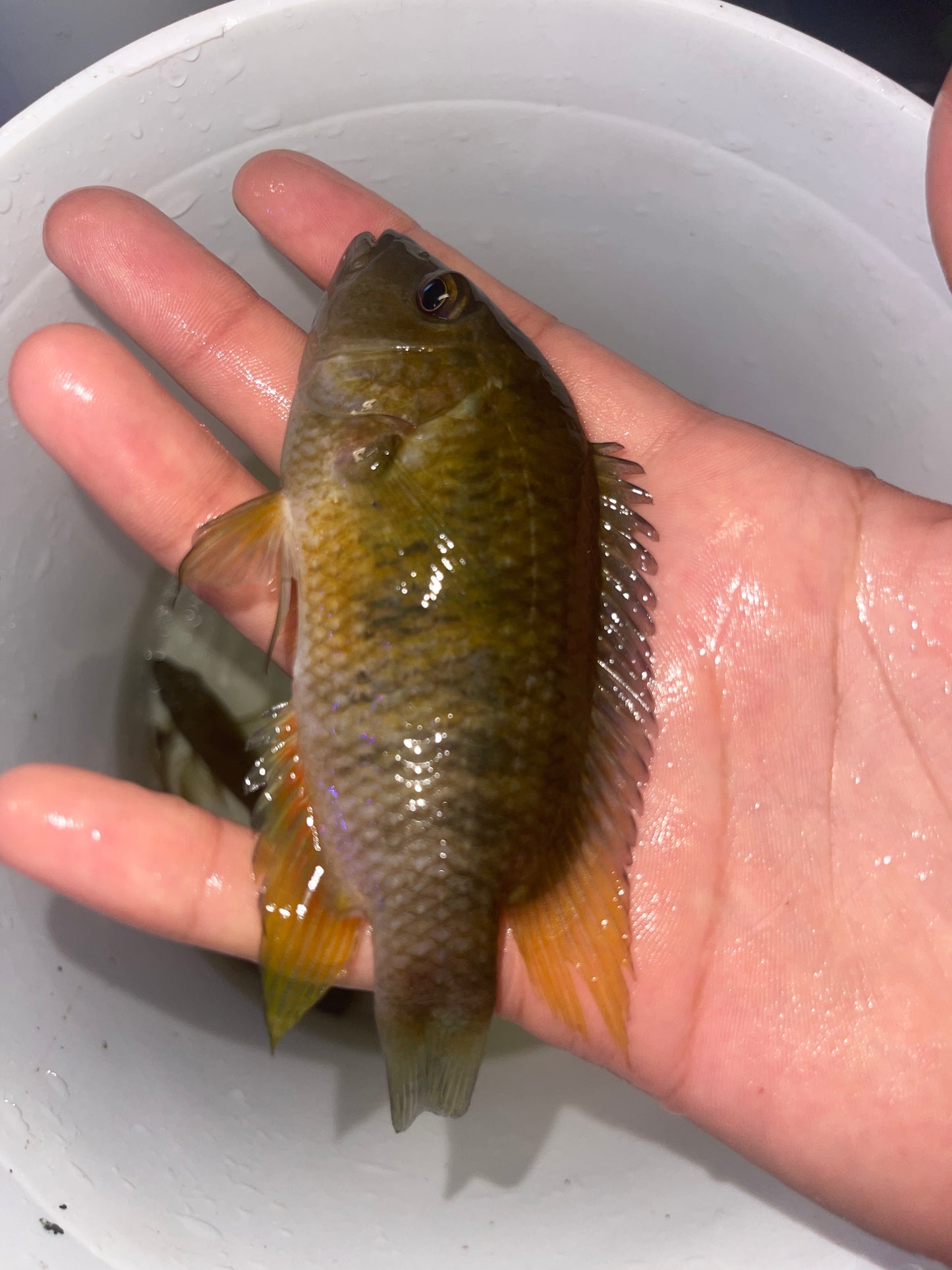 Cichlasoma Astromaculatum