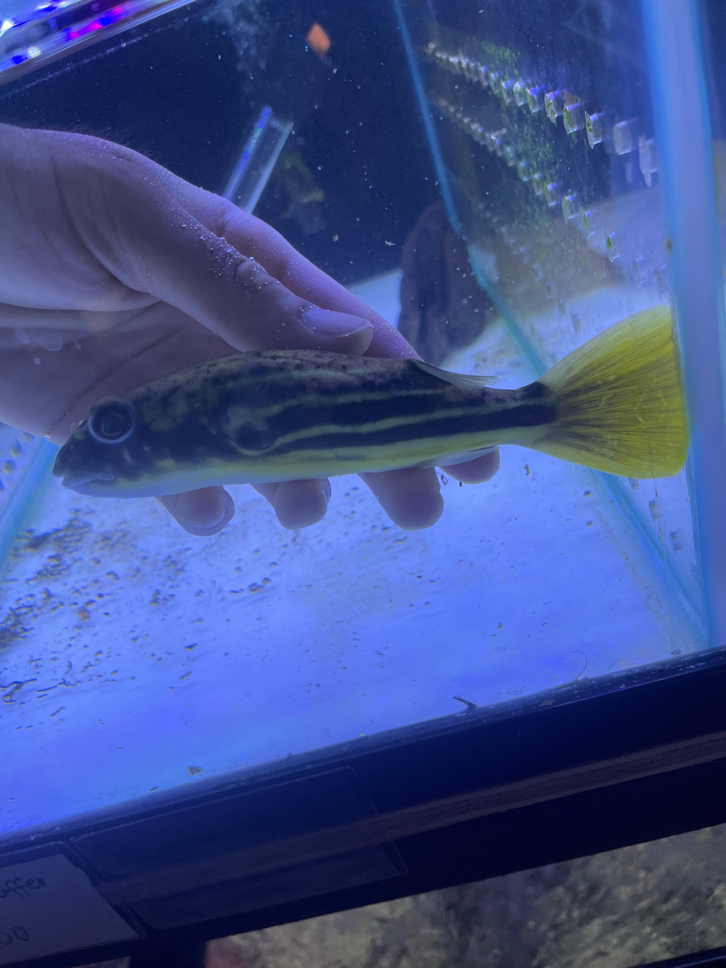 Fahaka Puffer