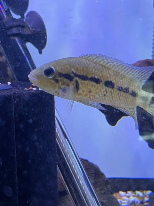 Red tiger Motaguensis