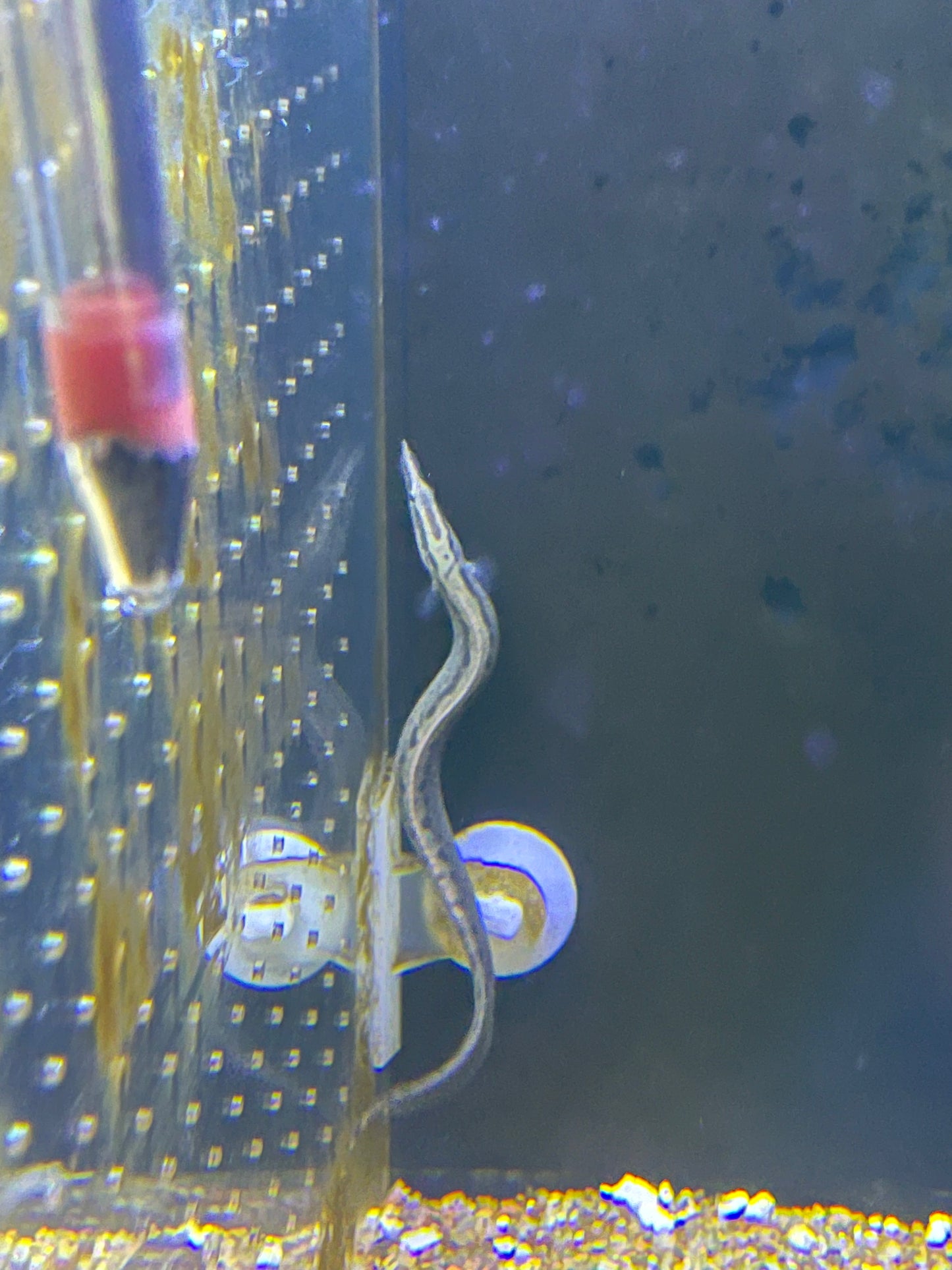 Monster Size Tire Track Eel