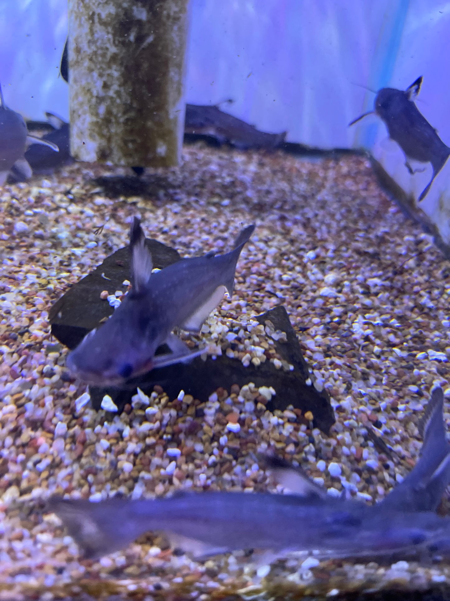 Midnight/Zamora Cunchi Catfish (Auchenipterichthys coracoideus)