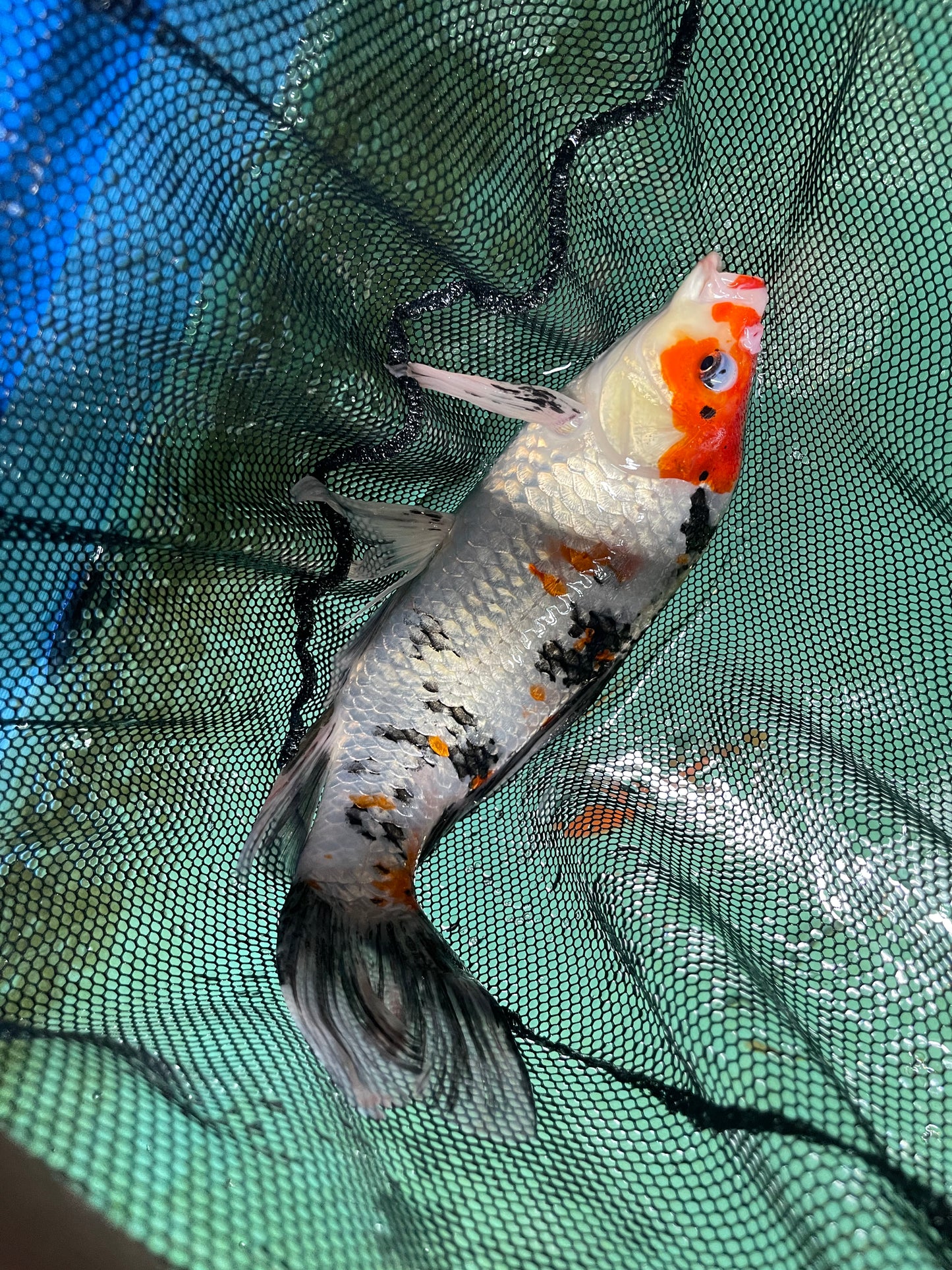 Butterfly Red/Orange Black White Japanese Koi