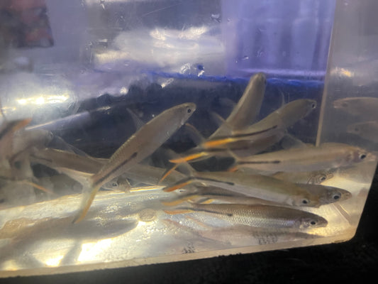 Red Tail Hemiodus (Hemiodus gracilis)