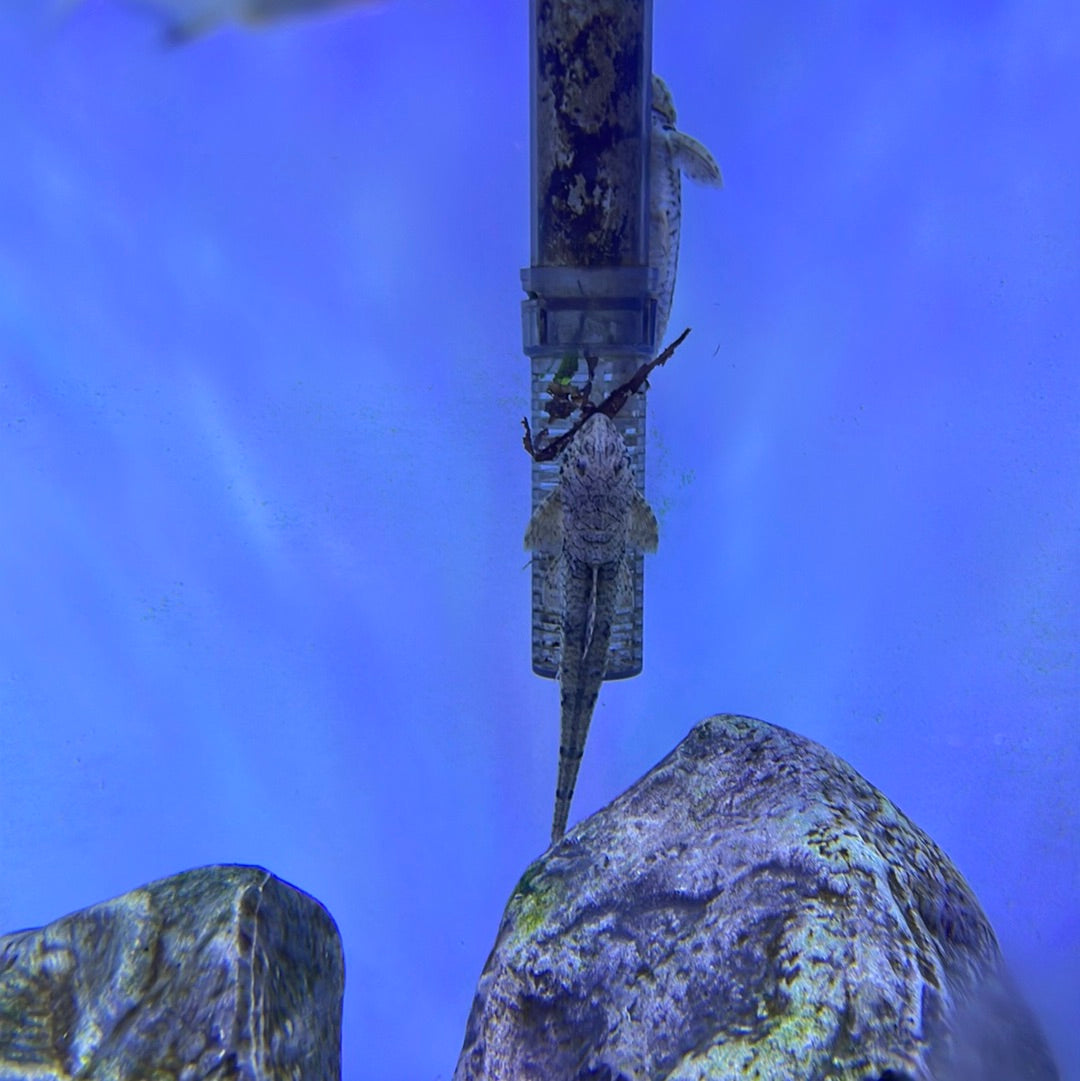 Whip Tail Pleco