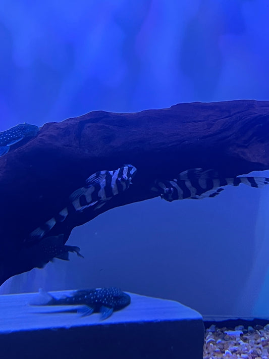 L052 Butterfly Pleco