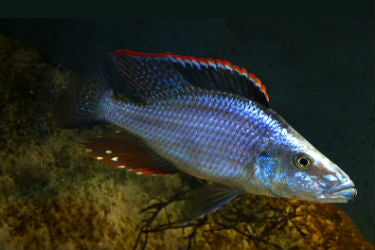 Haplochromis Compressiceps Malawi Eye Biter