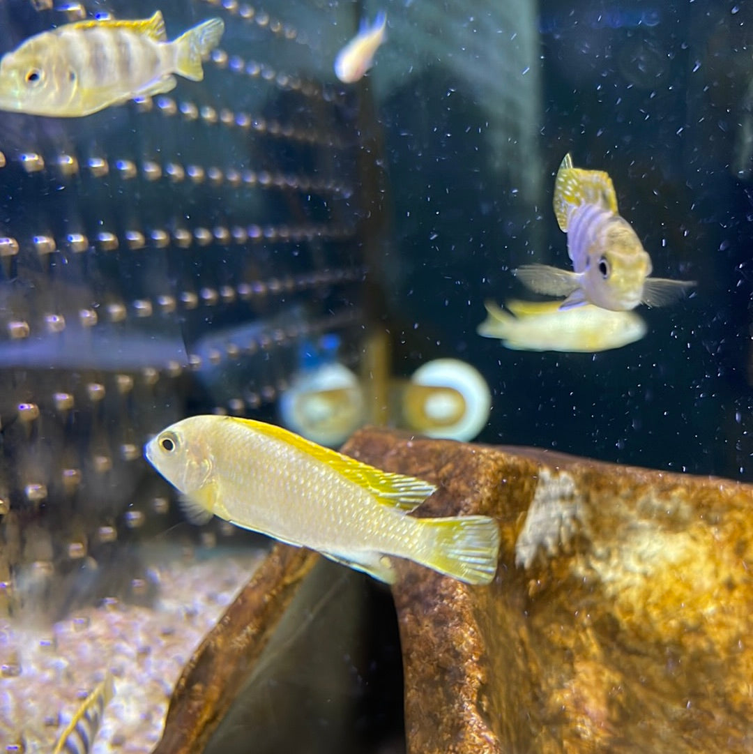Labidochromis sp Perlmutt