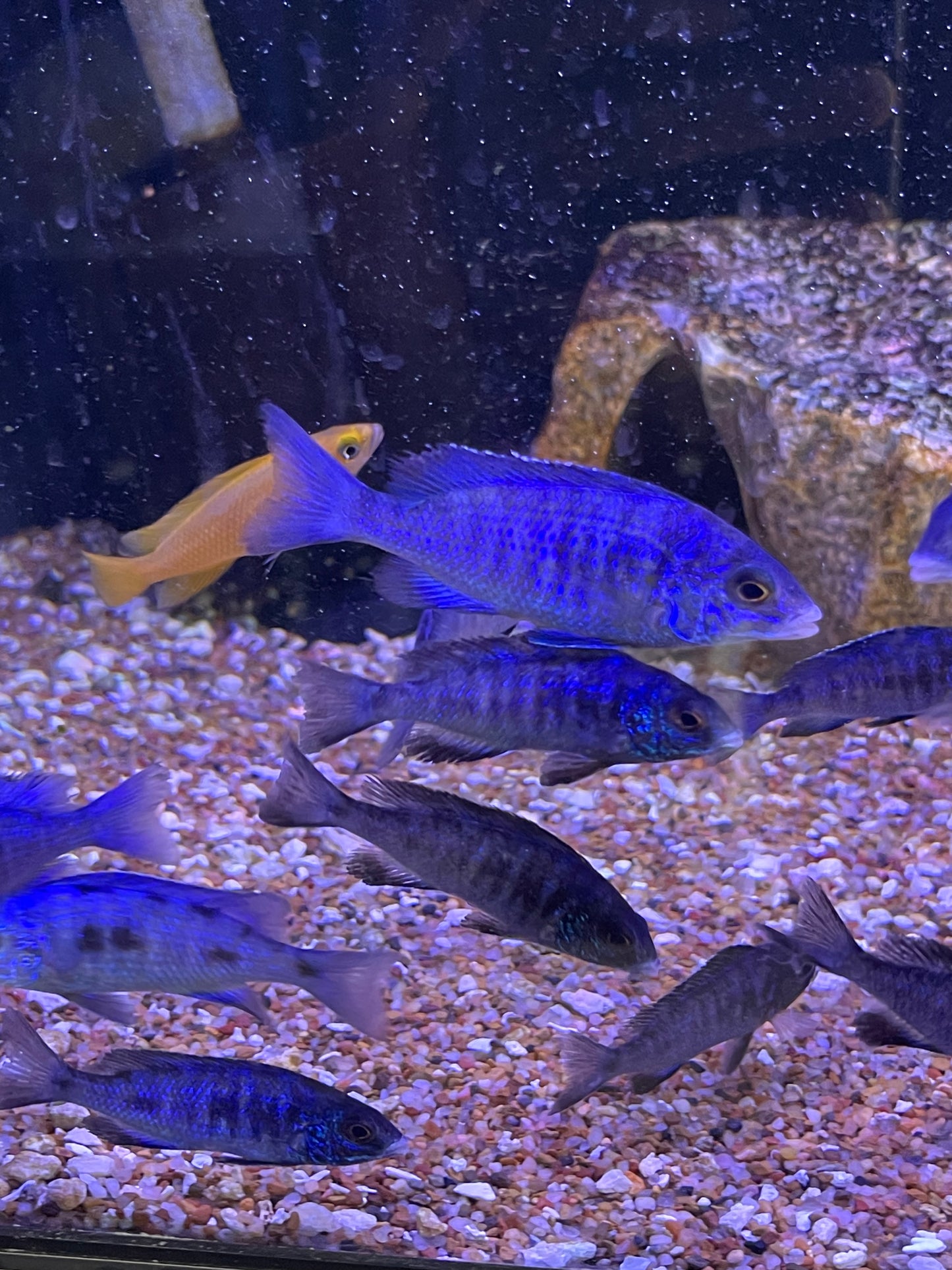 Mdoka White Lips (Placidochromis phenochilus)