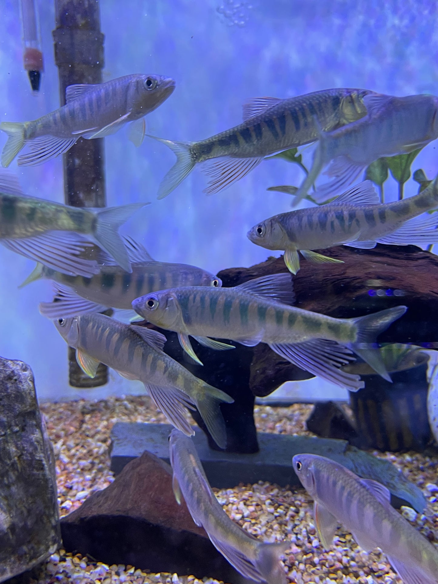 Longfin banded hill trout (opsariichthys evolans)