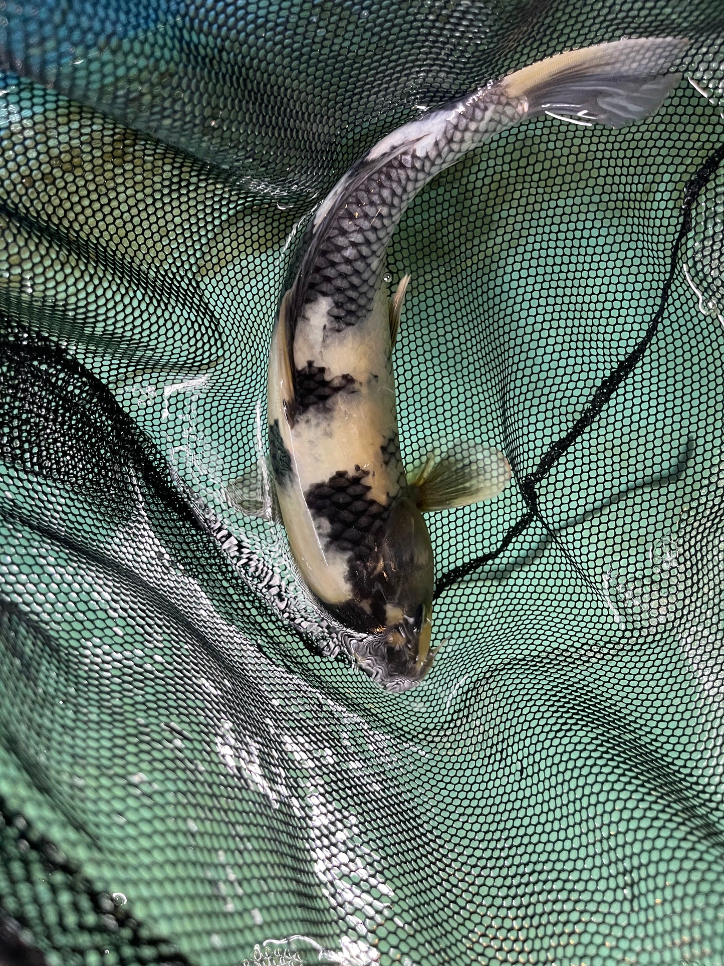Chrome White Israeli Koi